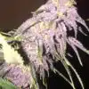 Afghani Bullrider AutoFlowering Marijuana Seeds | Afghani Bullrider Strain | The Seed Fair