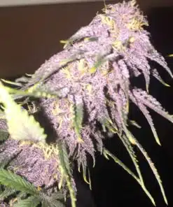 Afghani Bullrider AutoFlowering Marijuana Seeds | Afghani Bullrider Strain | The Seed Fair