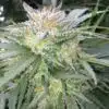 Alien Reunion Autoflowering Feminized Marijuana Seeds | Alien | The Seed Fair