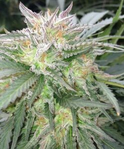 Alien Reunion Autoflowering Feminized Marijuana Seeds | Alien | The Seed Fair