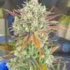 Aliens On Moonshine Autoflowering Feminized Marijuana Seeds | Aliens | The Seed Fair