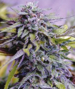 Amnesia Purple Feminized Cannabis Seeds | Amnesia Purple Strain | The Seed Fair