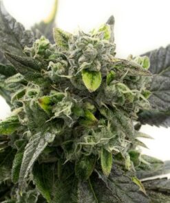 Auto OG Cheese Autoflowering Marijuana Seeds | Auto OG Cheese Strain | The Seed Fair