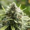 B-52 Autoflowering Marijuana Seeds | B-52 Autoflowering Strain | The Seed Fair