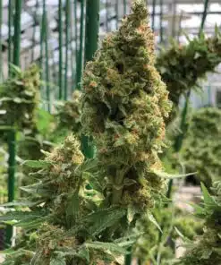 Bear Dance Autoflowering Feminized Marijuana Seeds | Bear Dance Strain | The Seed Fair