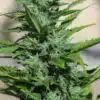 Big Buddha Cheese Autoflowering Marijuana Seeds | Big Buddha Cheese Strain | The Seed Fair