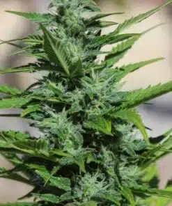 Big Buddha Cheese Autoflowering Marijuana Seeds | Big Buddha Cheese Strain | The Seed Fair