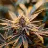 Black Mamba Autoflowering Feminized Marijuana Seeds | Black Mamba | The Seed Fair