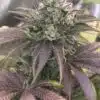 Katsu Bubba Kush Feminized Marijuana Seeds | The Seed Fair