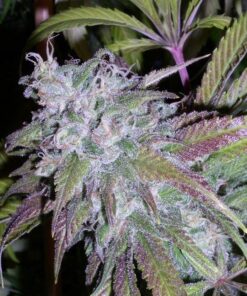 Dynamite Feminized Marijuana Seeds | Dynamite Feminized Strain | The Seed Fair