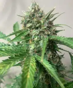 Early Miss Feminized Marijuana Seeds | Early Miss Strain | The Seed Fair