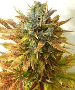 East Coast Sour Diesel Feminized Marijuana Seeds | East Coast Strain | The Seed Fair