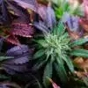 Edelweiss Feminized Marijuana Seeds | Edelweiss Feminized Strain | The Seed Fair