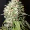 Endless Sky Feminized Marijuana Seeds | Endless Sky Strain | The Seed Fair