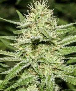 Enemy of the State Feminized Marijuana Seeds | Enemy Of The State | The Seed Fair