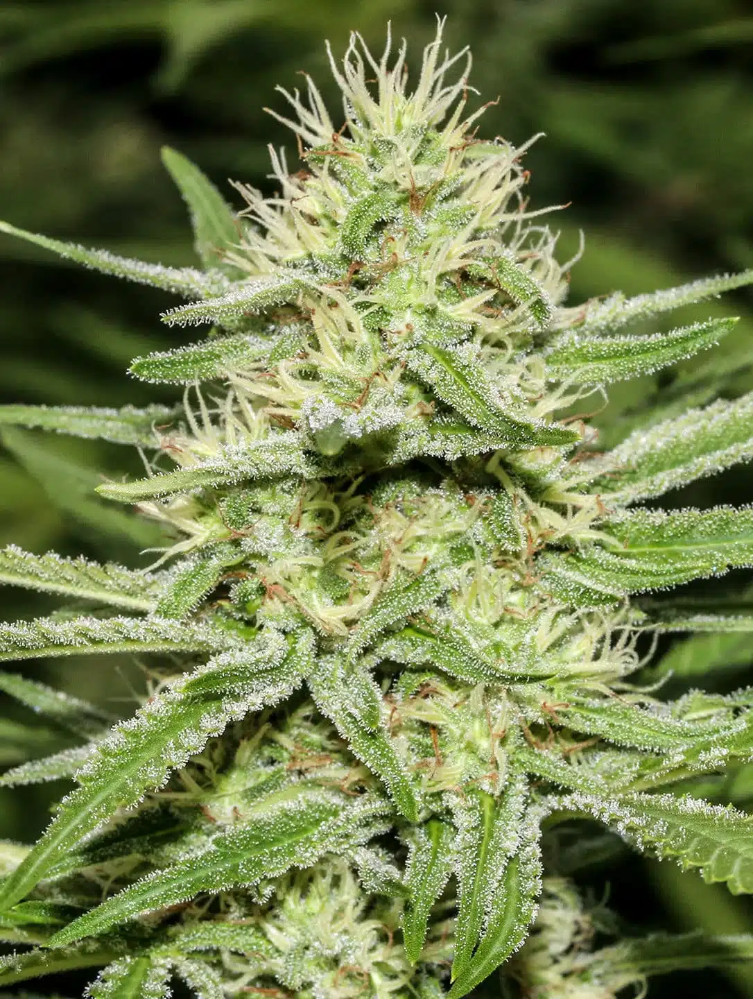 Enemy of the State Feminized Marijuana Seeds | Enemy Of The State | The Seed Fair
