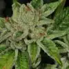 Face Off OG Feminized Marijuana Seeds | Face Off OG Strain | The Seed Fair