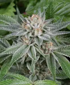 Fat Nelson Feminized Marijuana Seeds | Fat Nelson Strain | The Seed Fair
