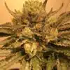 Flowerbomb Kush Feminized Marijuana Seeds | Flowerbomb Kush Strain | The Seed Fair