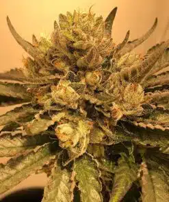 Flowerbomb Kush Feminized Marijuana Seeds | Flowerbomb Kush Strain | The Seed Fair
