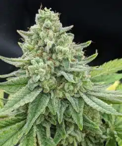 Four Star General Feminized Marijuana Seeds | Four Star Strain | The Seed Fair