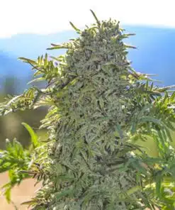 Freakshow Feminized Cannabis Seeds | Freakshow Feminized Strain | The Seed Fair