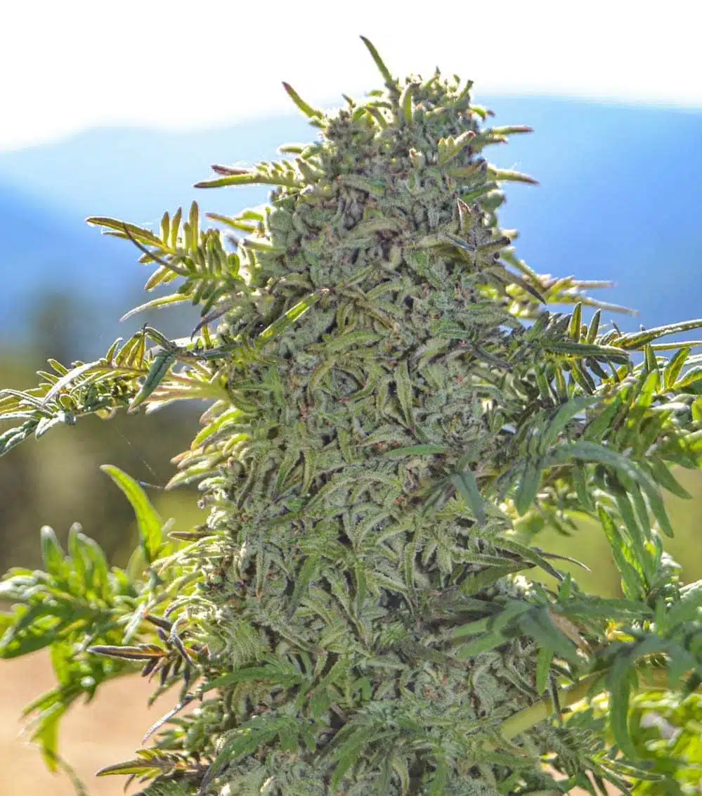 Freakshow Feminized Cannabis Seeds | Freakshow Feminized Strain | The Seed Fair