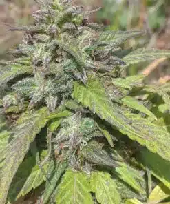Freezeland Feminized Marijuana Seeds | Freezeland Strain | The Seed Fair