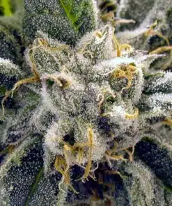 Frosty Feminized Marijuana Seeds | Frosty Feminized Strain | The Seed Fair