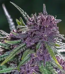 Fucking Incredible Feminized Marijuana Seeds | Fucking Incredible Strain | The Seed Fair