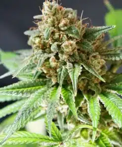 Funky Monkey Feminized Marijuana Seeds | Funky Monkey Strain | The Seed Fair