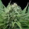 G13 Diesel Feminized Marijuana Seeds | G13 Diesel Strain | The Seed Fair