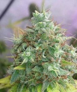 G13 Haze Feminized Marijuana Seeds | G13 Haze Strain | The Seed Fair
