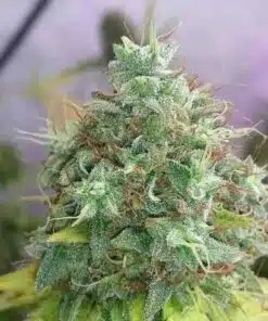 G13 Haze Feminized Marijuana Seeds | G13 Haze Strain | The Seed Fair