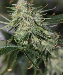 Galactic Jack Feminized Marijuana Seeds | Galactic Jack Strain | The Seed Fair