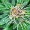 Glass Apple Feminized Marijuana Seeds | Glass Apple Strain | The Seed Fair