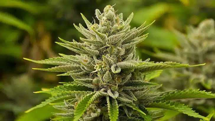 GMO Cookies Feminized Marijuana Seeds | GMO Cookies Strain | The Seed Fair