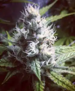 Go Time Feminized Marijuana Seeds | Go Time Strain | The Seed Fair