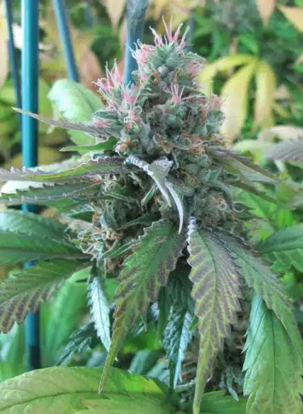 God’s Bubba Feminized Marijuana Seeds | God's Bubba Strain | The Seed Fair