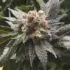 God Bud Feminized Marijuana Seeds | God Bud Strain | The Seed Fair