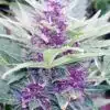 Godfather Purple Kush Feminized Marijuana Seeds | Godfather Purple | The Seed Fair
