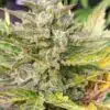 Gog & Magog Feminized Marijuana Seeds | Gog and Magog Strain | The Seed Fair