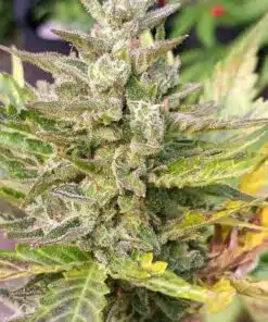 Gog & Magog Feminized Marijuana Seeds | Gog and Magog Strain | The Seed Fair