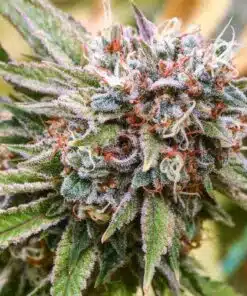 Goji OG Haze Feminized Marijuana Seeds | Goji OG Haze Strain | The Seed Fair