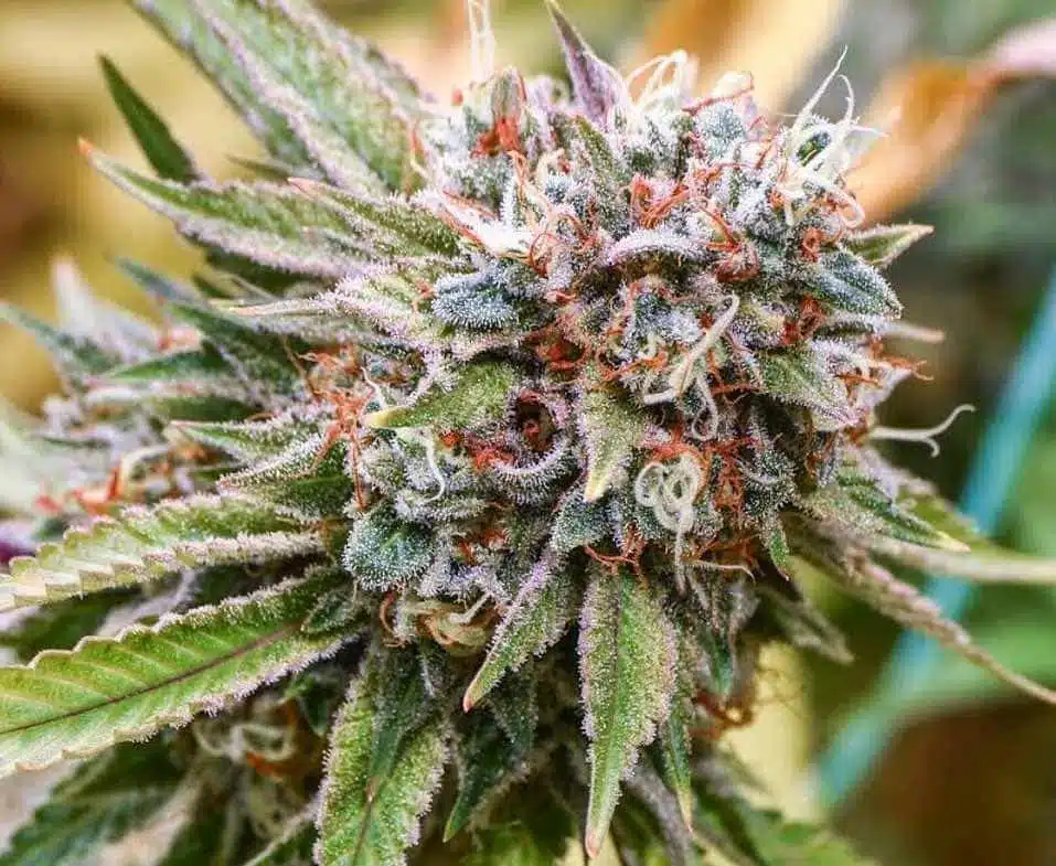 Goji OG Haze Feminized Marijuana Seeds | Goji OG Haze Strain | The Seed Fair