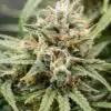 Golden Goat Feminized Marijuana Seeds | Golden Goat Strain | The Seed Fair