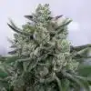 Goo Feminized Marijuana Seeds | Goo Feminized Strain | The Seed Fair