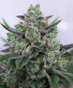 Goo Feminized Marijuana Seeds | Goo Feminized Strain | The Seed Fair
