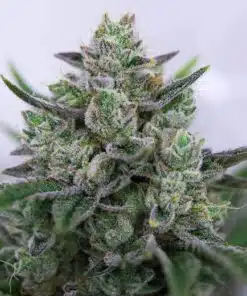 Goo Feminized Marijuana Seeds | Goo Feminized Strain | The Seed Fair