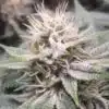 Gorilla Biscuit Feminized Marijuana Seeds | Gorilla Biscuit Strain | The Seed Fair